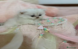 Scottish Straight gatos en venta: Scottish straight - Imagen 4
