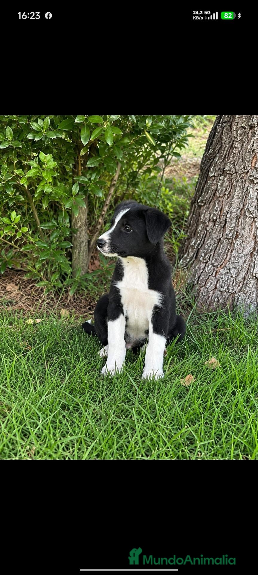Border Collie perros en venta: Border collie  - Anuncio 1