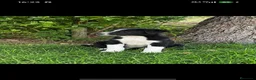 Border Collie perros en venta: Border collie  - Anuncio 1