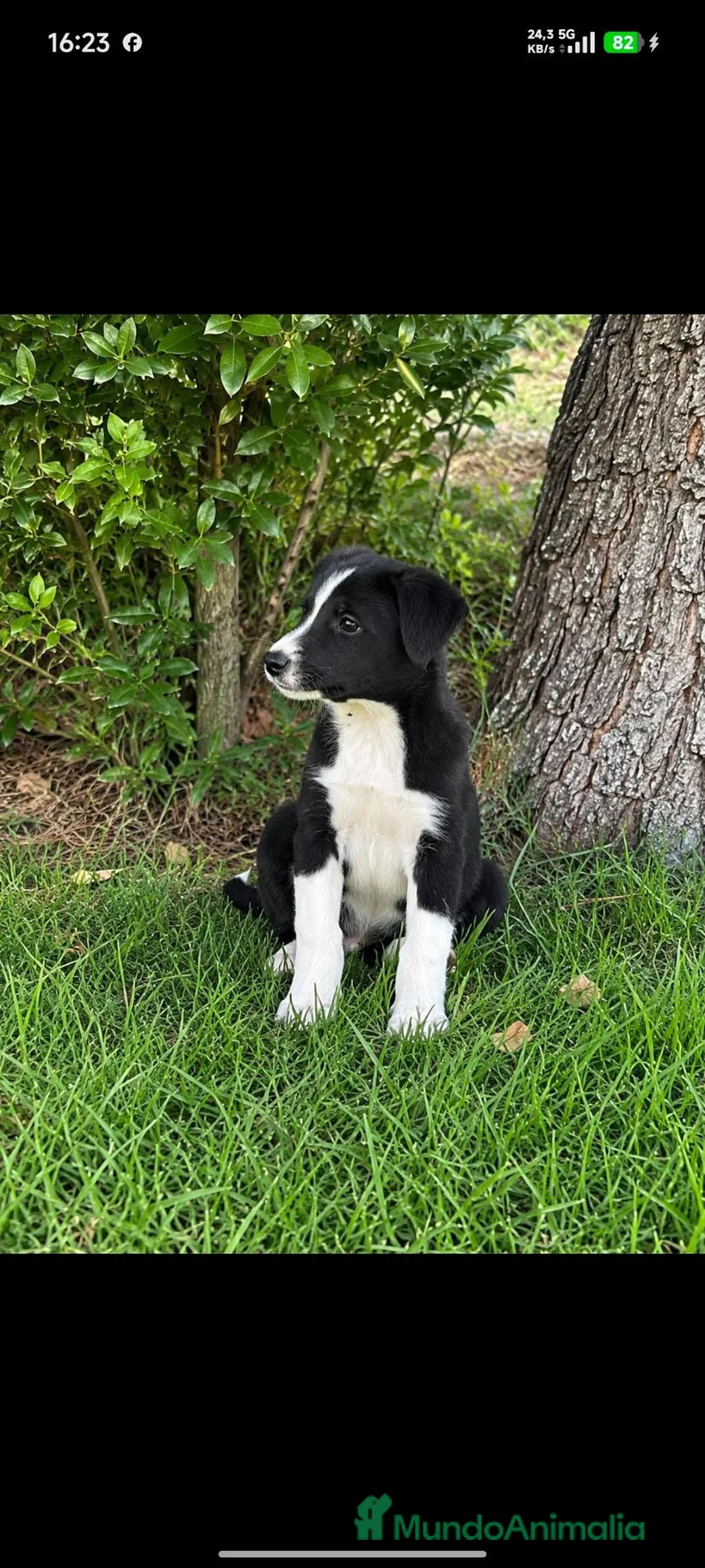 Border Collie perros en venta: Border collie  - Anuncio 1