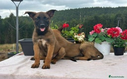 Pastor Belga Malinois perros en venta: Pastor belga malinois. Precio real en Cantabria - Imagen 3