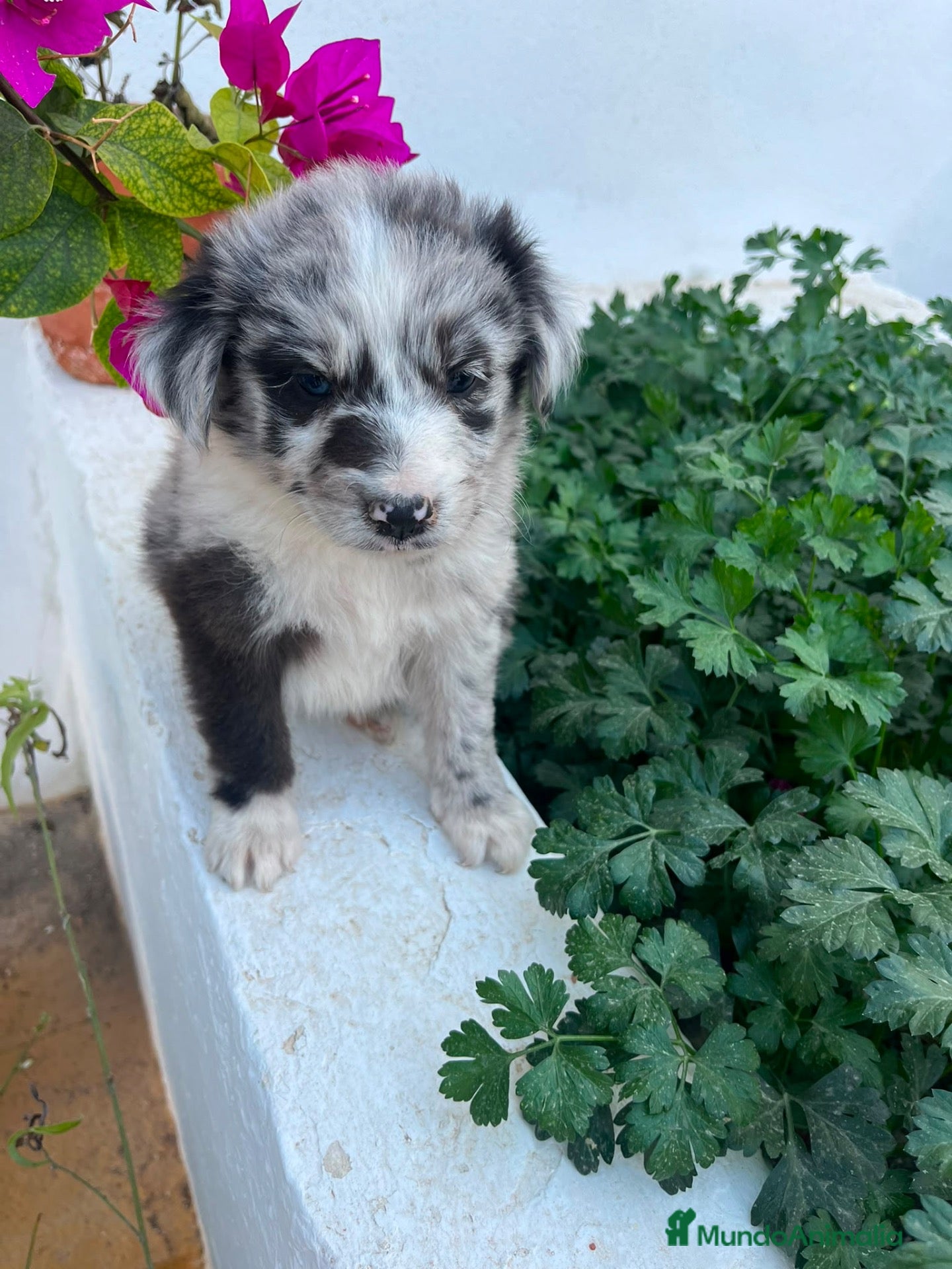 Border Collie perros Border Collie - Anuncio 1