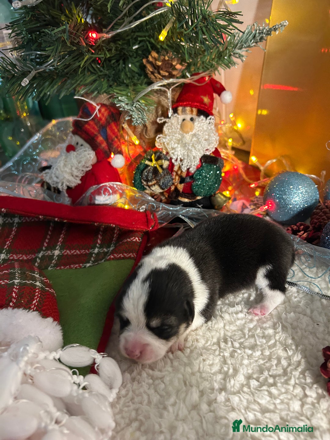 Welsh Corgi Cardigan perros en venta: Corgi - Anuncio 5