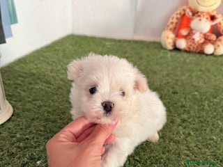 Bichón Maltés perros - Anuncio 12