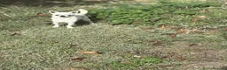 Chihuahua perros en venta: Chihuahua Toy muy bonitos y pequeñitos!!! - Anuncio 1