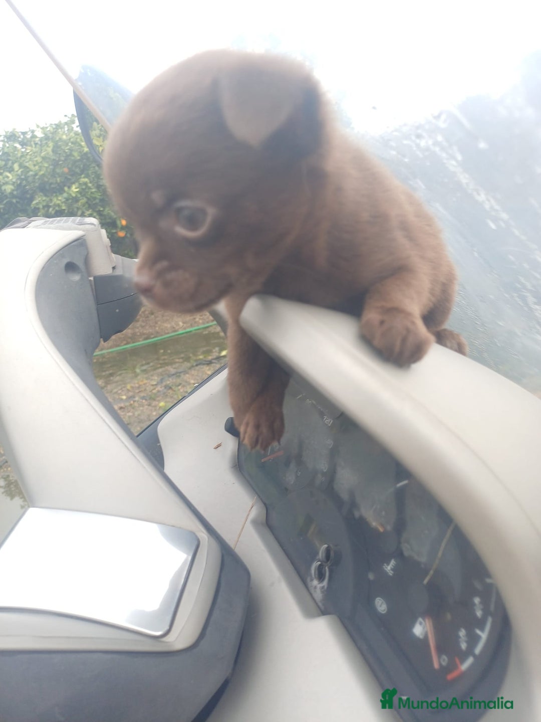 Chihuahua perros en venta: Chihuahua Toy chocolate  - Anuncio 4