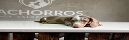 Teckel perros en venta: Teckel Arlequin  - Anuncio 2