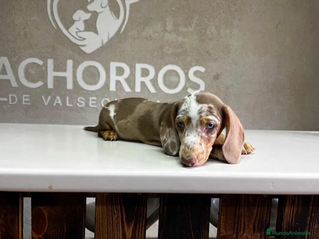 Teckel perros en venta: Teckel Arlequin  - Anuncio 2