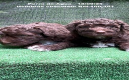 Perro de Agua Español perros en venta: Perro de Agua Español hembra - Anuncio 5