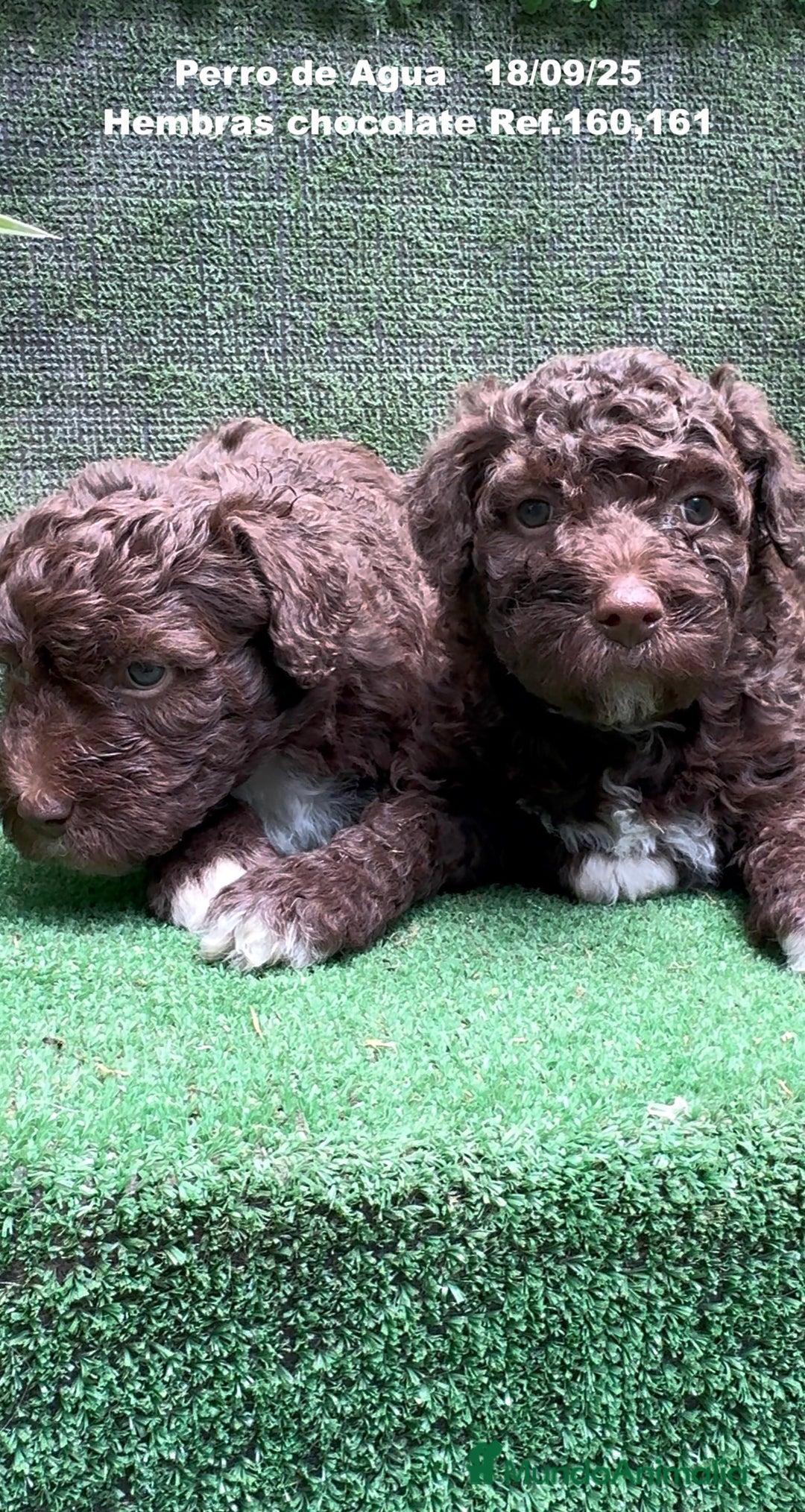 Perro de Agua Español perros en venta: Perro de Agua Español hembra - Anuncio 5