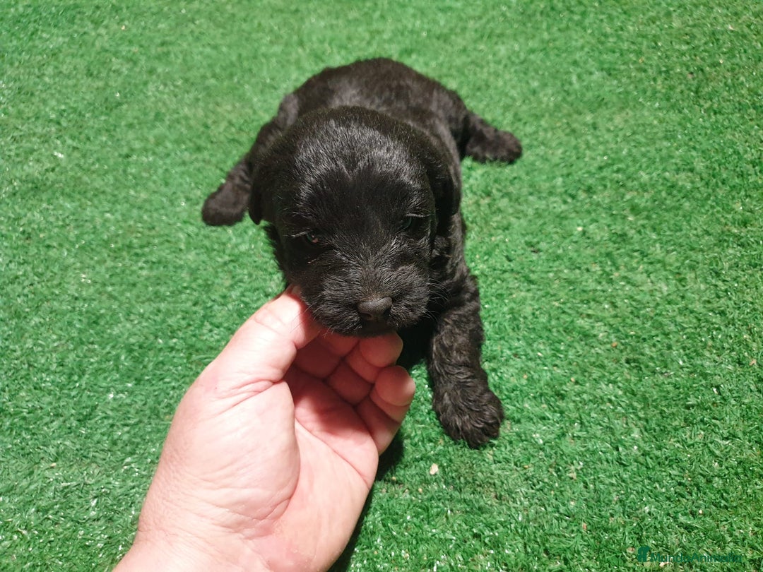 Labradoodle perros en venta: Labradoodle - Anuncio 3