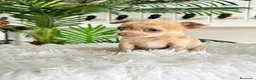 Chihuahua perros en venta: CHIHUAHUA MERLE MACHO - Anuncio 5
