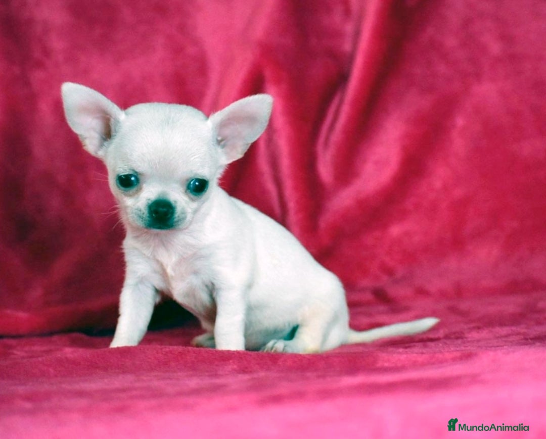 Chihuahua perros en venta: Chihuahua toy  - Imagen 3