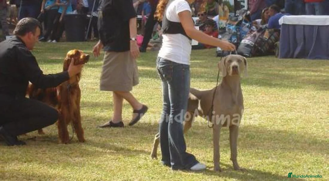 Imagen de galería {{count}}