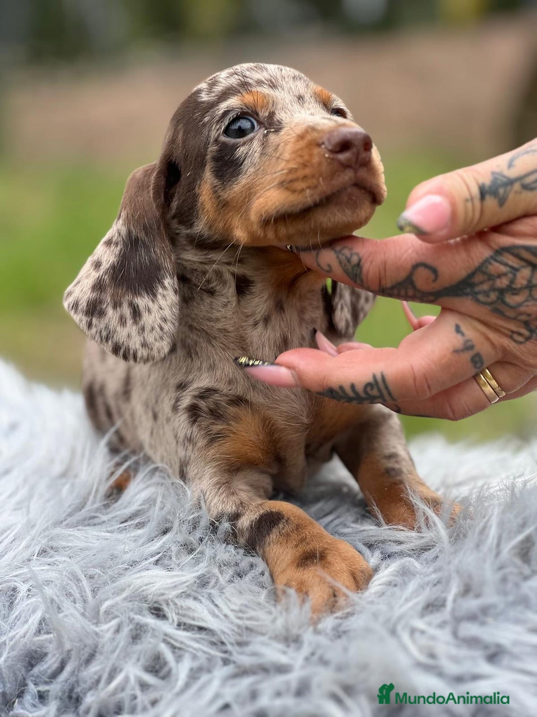 Teckel Miniatura perros en venta: TECKEL MINIATURA EXÓTICOS  - Imagen 3