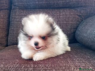 Pomerania perros Pomerania de Lulú - Anuncio 23