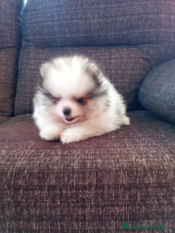 Pomerania perros - Anuncio 5