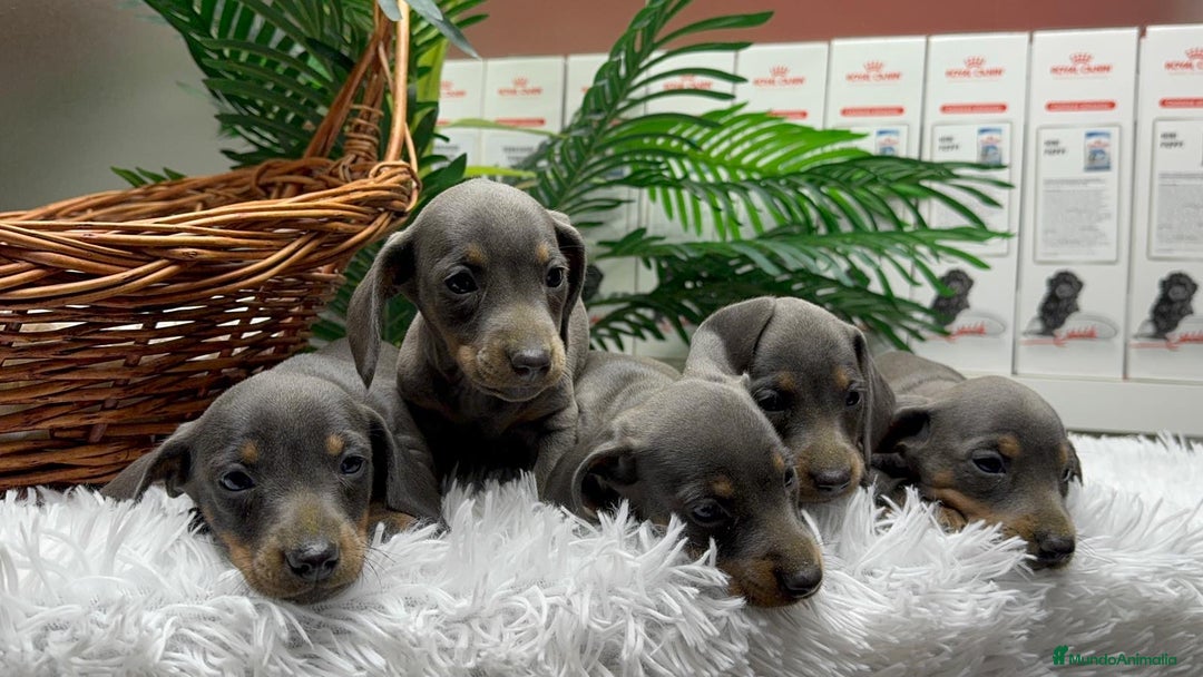 Teckel Miniatura perros en venta: TECKEL MINIATURA BLUE AND TAN - Anuncio 2