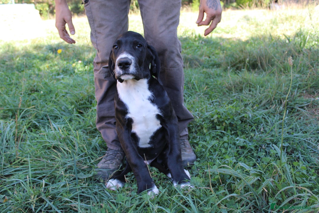 Dogo Alemán perros en venta: Dogo alemán/ gran danés disponibles - Imagen 8