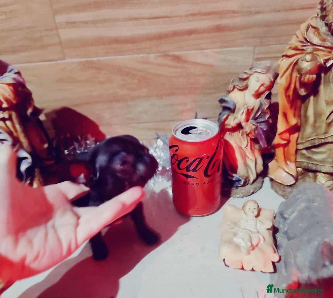 Chihuahua perros en venta: Chihuahua  - Anuncio 6