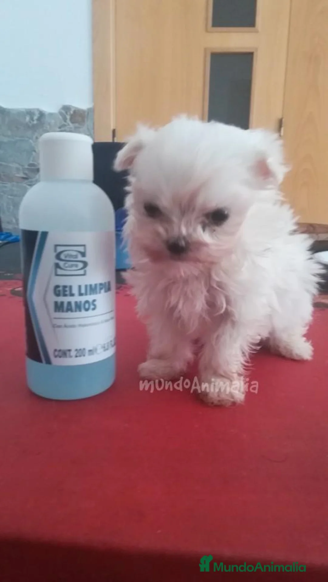 Imagen de galería {{count}}