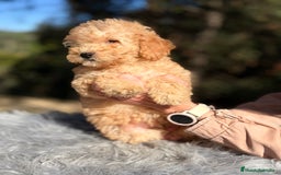 Caniche Enano perros en venta: Caniche enano Apricot  - Anuncio 1