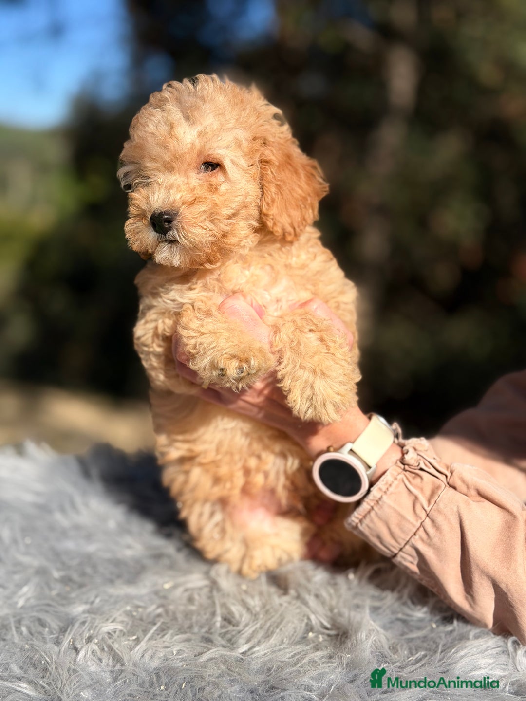 Caniche Enano perros en venta: Caniche enano Apricot  - Anuncio 1