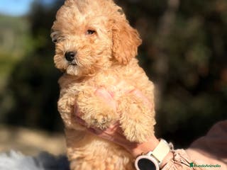 Caniche Enano perros Caniche enano Apricot - Anuncio 34