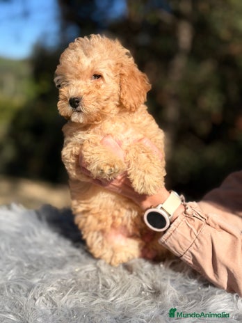 Caniche Enano perros Caniche enano Apricot - Anuncio 1