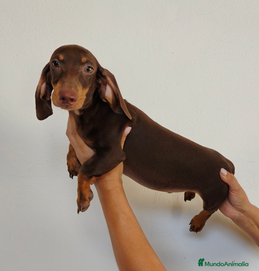 Teckel Miniatura perros en venta: Teckel chocolate  - Imagen 2