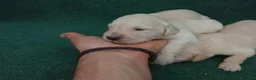 Golden Retriever perros en venta: Excelente camada de golden retriever  - Anuncio 5