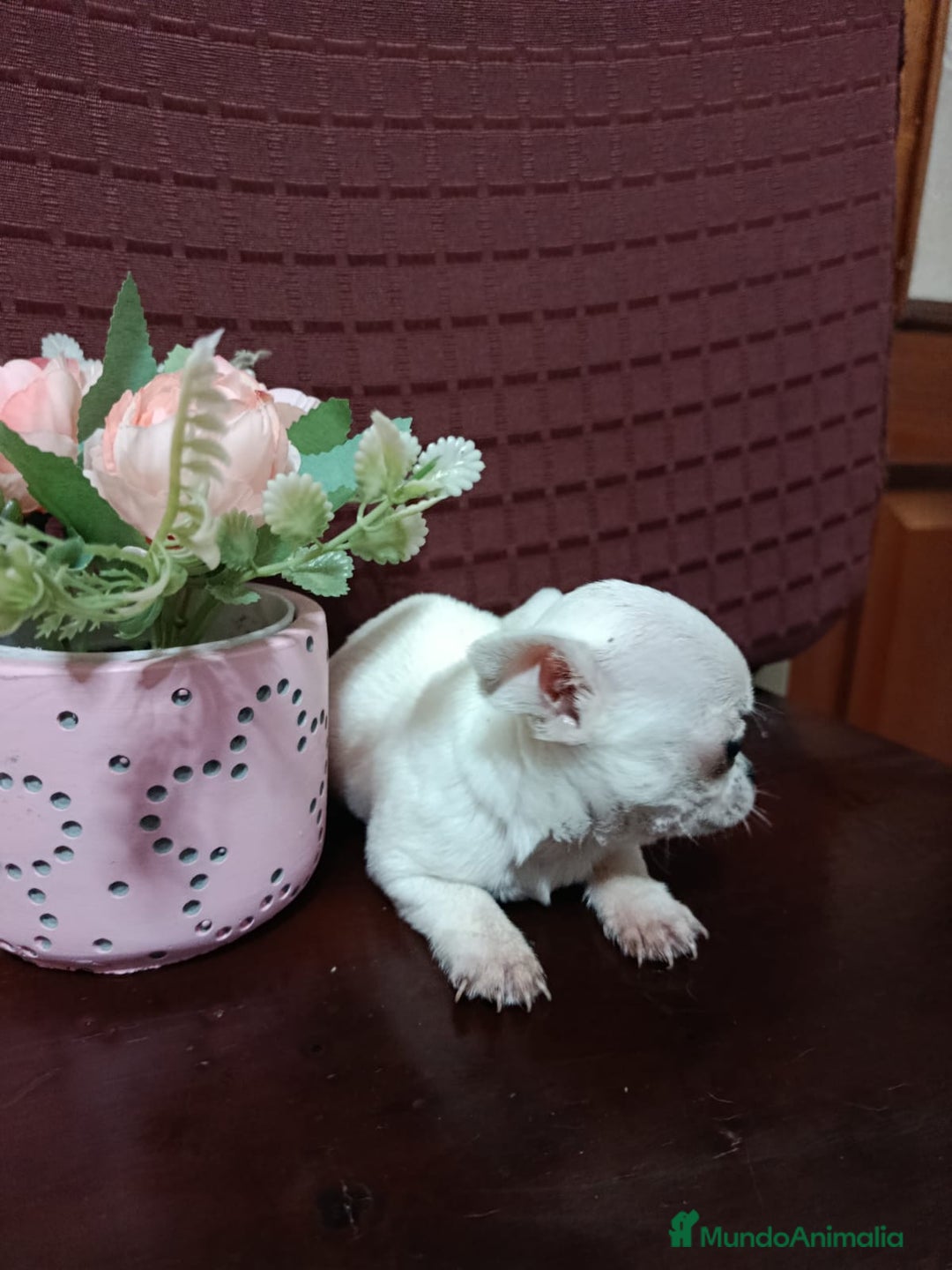 Chihuahua perros en venta: Chihuahua Toy cabeza manzana  - Anuncio 7