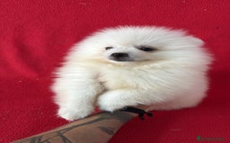 Pomerania perros en venta: Pomerania Lulu  - Imagen 1