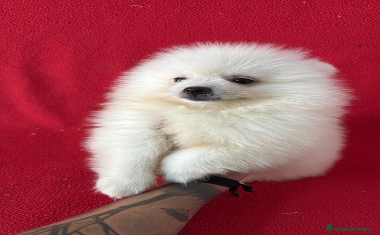 Pomerania perros - Anuncio 1
