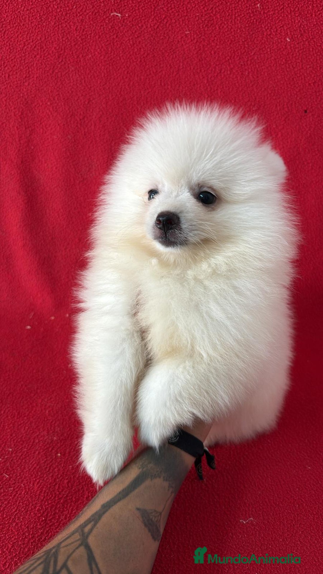 Pomerania perros en venta: Pomerania Lulu  - Imagen 1