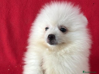 Pomerania perros - Anuncio 30