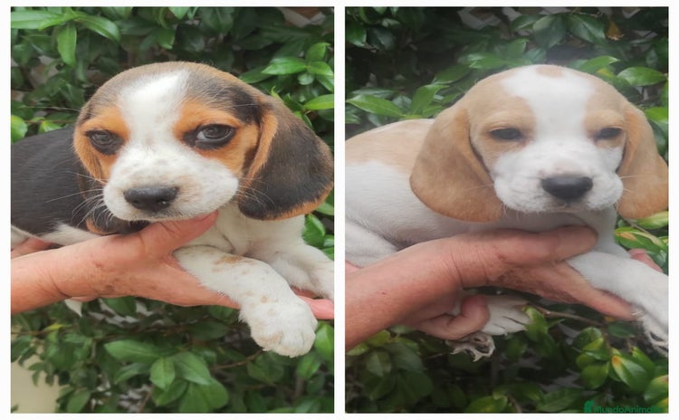 Beagle perros - Anuncio 1