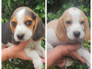Beagle perros - Anuncio 2