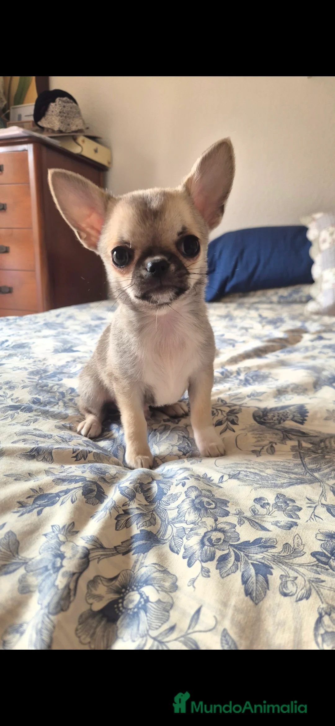 Chihuahua perros en venta: Cachorros de chihuahua - Anuncio 2