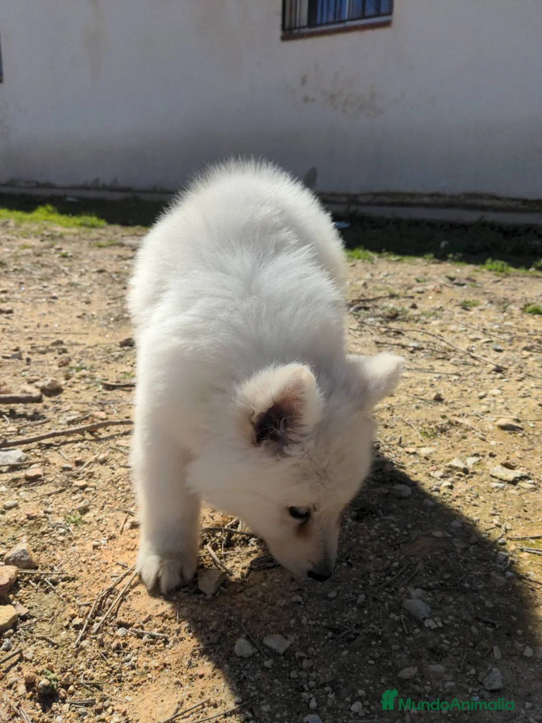 Pastor Blanco Suizo perros en venta: Preciosa hembra de pastor suizo - Anuncio 11