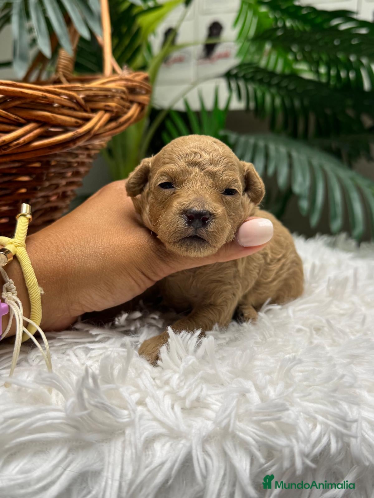 Caniche Toy perros en venta: CANICHE HEMBRA - Anuncio 11