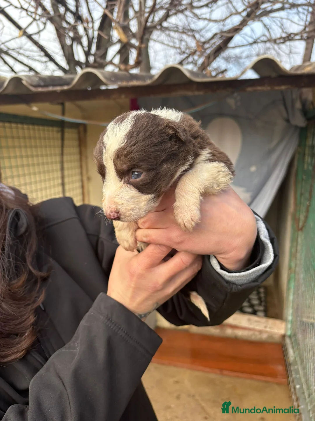 Border Collie perros en venta: Preciosa camada Border Collie reserva ya el tuyo - Anuncio 6