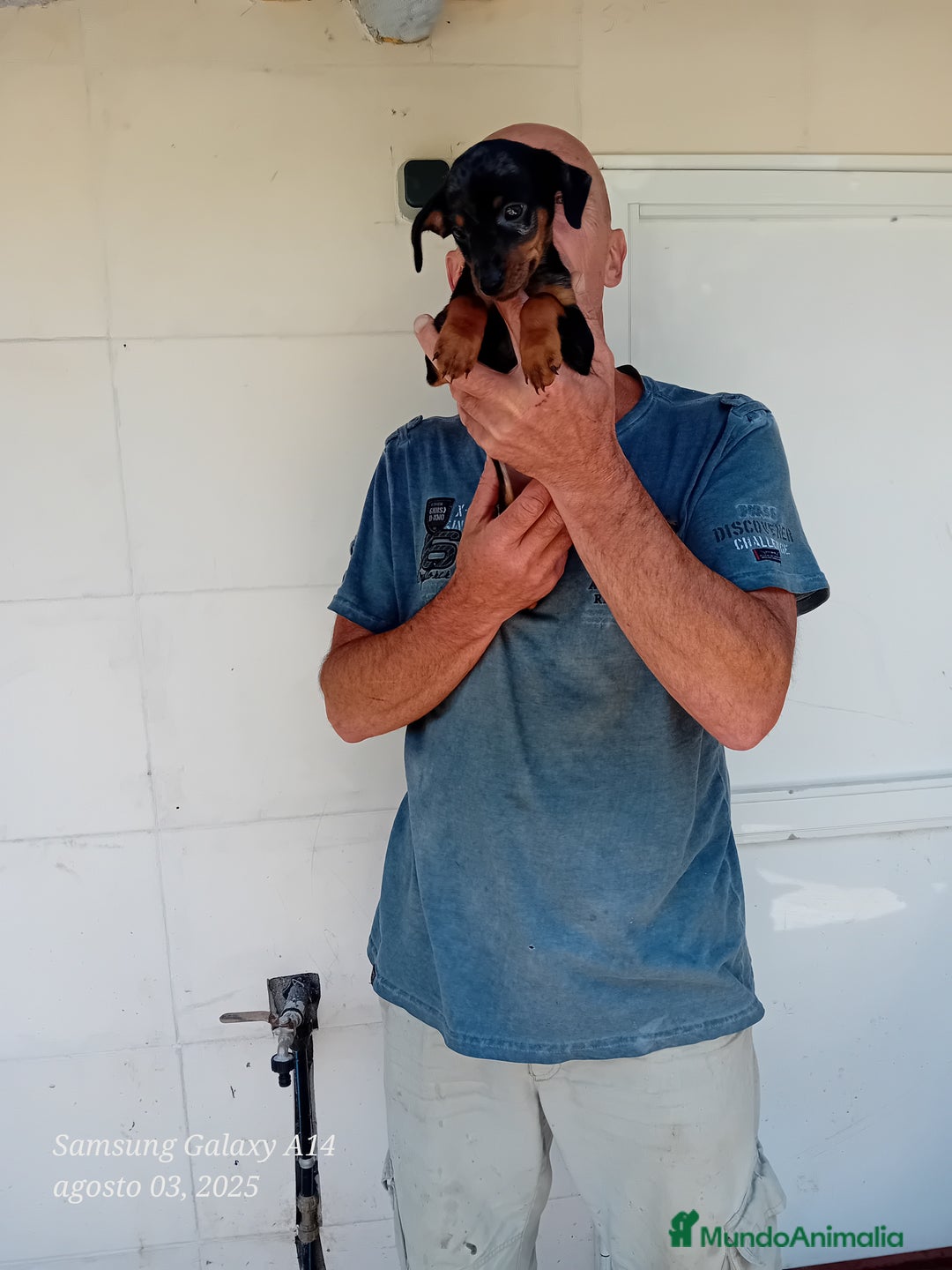 Pinscher Miniatura perros en venta: Pincher blue merle - Imagen 4