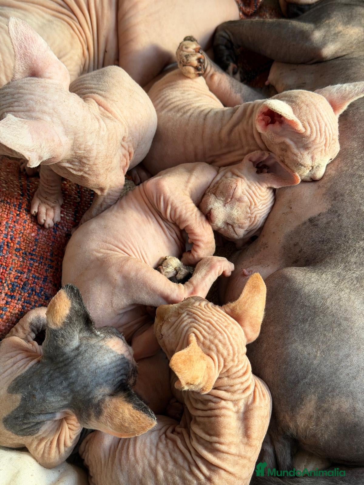 Sphynx gatos Camada Sphynx preciosa - Anuncio 1