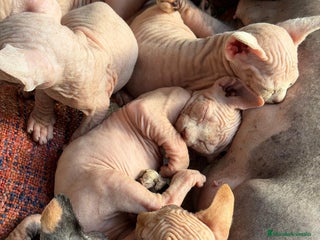 Sphynx gatos Camada Sphynx preciosa - Anuncio 2