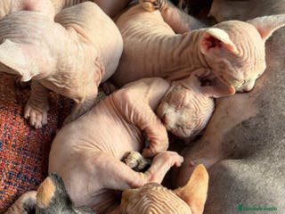 Sphynx gatos Camada Sphynx preciosa - Anuncio 26