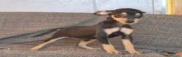 Pinscher Miniatura perros en venta: Pincher Miniatura Negro y fuego  - Anuncio 6