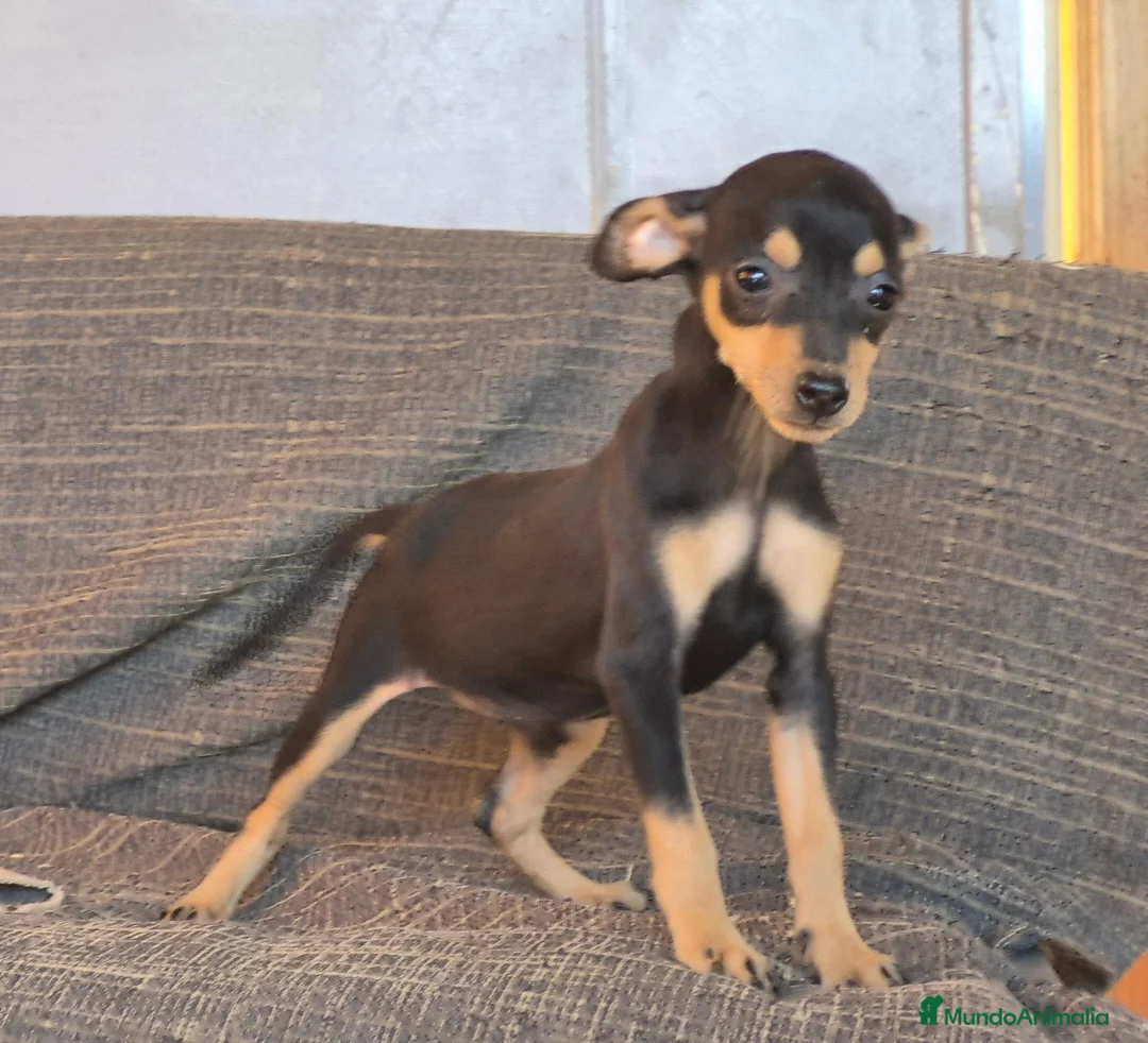 Pinscher Miniatura perros en venta: Pincher Miniatura Negro y fuego  - Anuncio 6