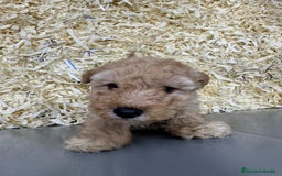 Caniche Toy perros en venta: PRECIOSOS CANICHES TOY BEBES - Anuncio 4