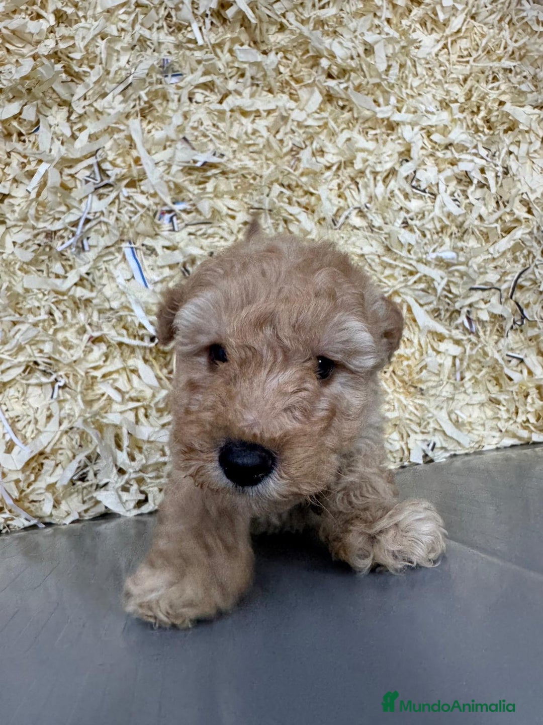 Caniche Toy perros en venta: PRECIOSOS CANICHES TOY BEBES - Anuncio 4